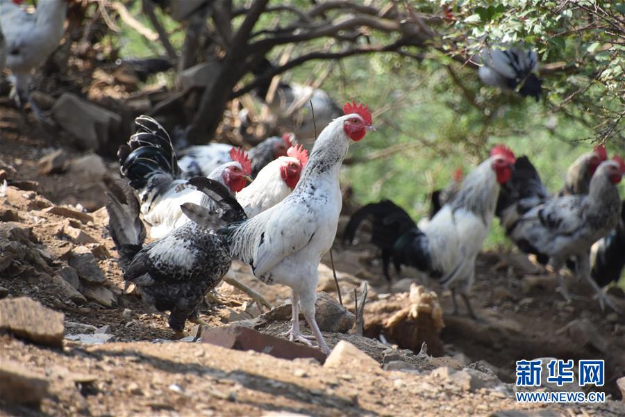 (圖文互動)(1)“退休創客”的山鄉致富“合作社”