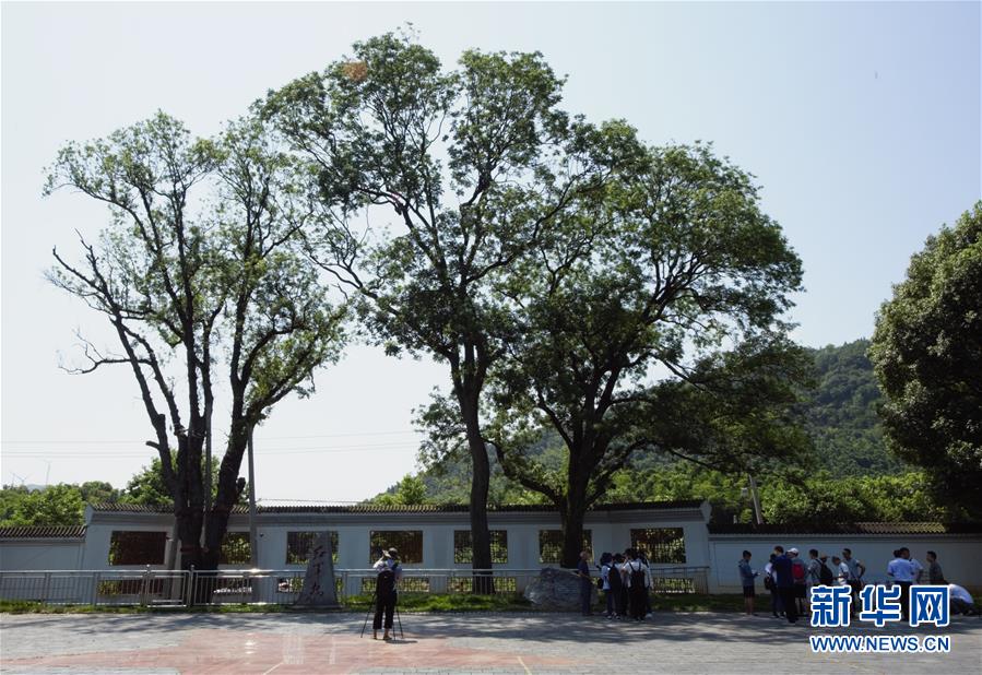 （壯麗70年&middot;奮斗新時代&mdash;&mdash;記者再走長征路&middot;圖文互動）（6）&ldquo;紅軍樹&rdquo;下憶初心、守初心