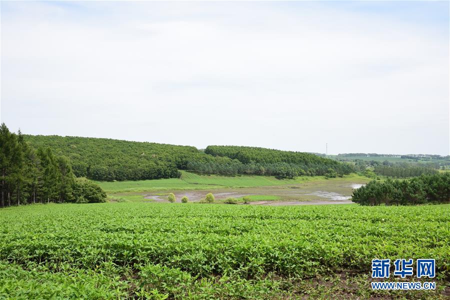 （在習近平新時代中國特色社會主義思想指引下&mdash;&mdash;新時代新作為新篇章&middot;圖文互動）（2）向林木要錢，讓綠樹生金&mdash;&mdash;黑龍江省拜泉縣發展綠色經濟助脫貧