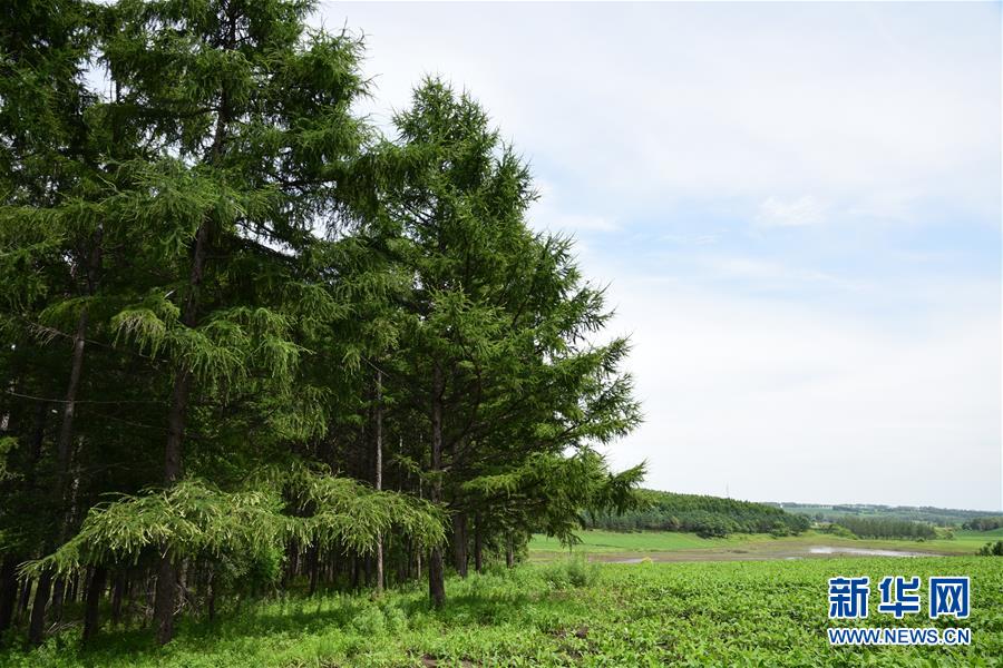 （在習近平新時代中國特色社會主義思想指引下&mdash;&mdash;新時代新作為新篇章&middot;圖文互動）（1）向林木要錢，讓綠樹生金&mdash;&mdash;黑龍江省拜泉縣發展綠色經濟助脫貧