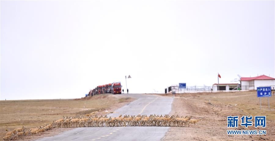 (新華全媒頭條·圖文互動)(4)確保“中華水塔”碧水東流——中國三江源生態保護報告