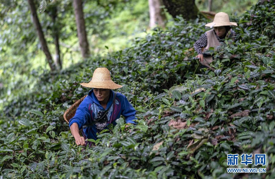 （決戰決勝脫貧攻堅&middot;圖文互動）（5）怒江大峽谷興起&ldquo;生態行當&rdquo;