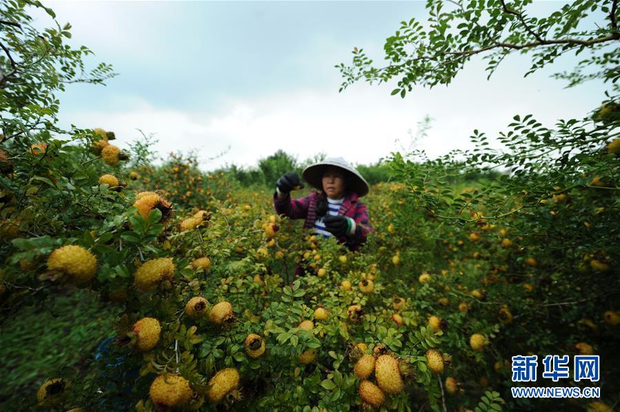 （全面深化改革&middot;圖文互動）（3）&ldquo;減&rdquo;出效益 &ldquo;融&rdquo;出特色 &ldquo;服&rdquo;出動力&mdash;&mdash;貴州推進農村產業結構調整觀察