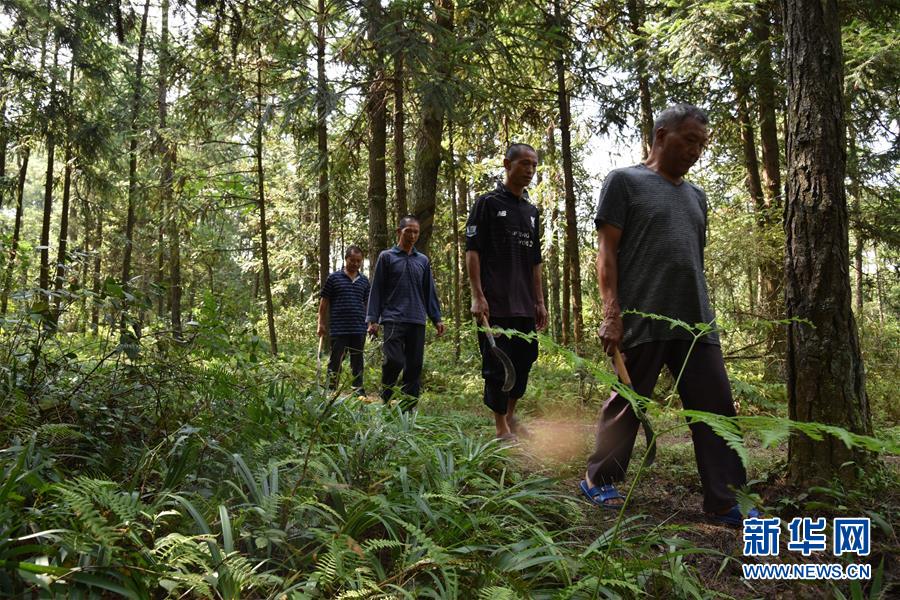 （愛(ài)國(guó)情 奮斗者&middot;圖文互動(dòng)）（1）貴州印江高石坎護(hù)林隊(duì)：半輩子，以林場(chǎng)為家