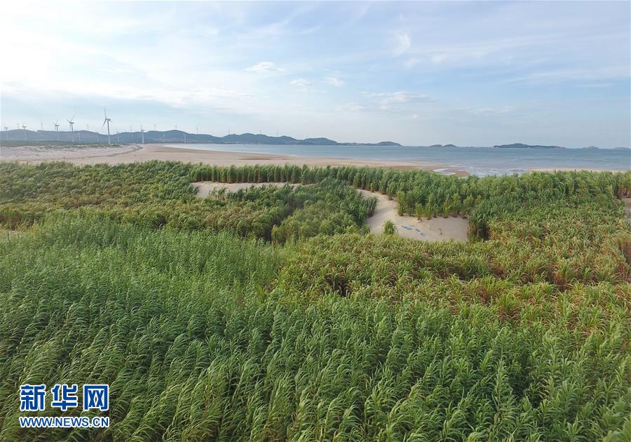 （不忘初心、牢記使命&middot;圖文互動）（2）拳拳寸草心 濃濃報國情&mdash;&mdash;記&ldquo;菌草之父&rdquo;林占熺