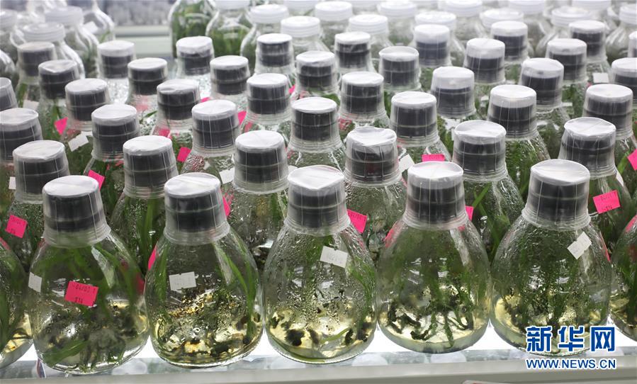 （在習近平新時代中國特色社會主義思想指引下&mdash;&mdash;新時代新作為新篇章&middot;總書記關心的百姓身邊事&middot;圖文互動）（3）&ldquo;科技秀才&rdquo;給田野帶來新希望