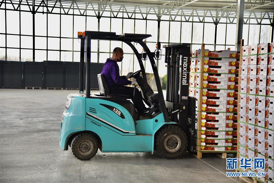 (新春走基層·圖文互動(dòng))(2)大興安嶺南麓的春天之六:鹽堿地長(zhǎng)出“黃金果”