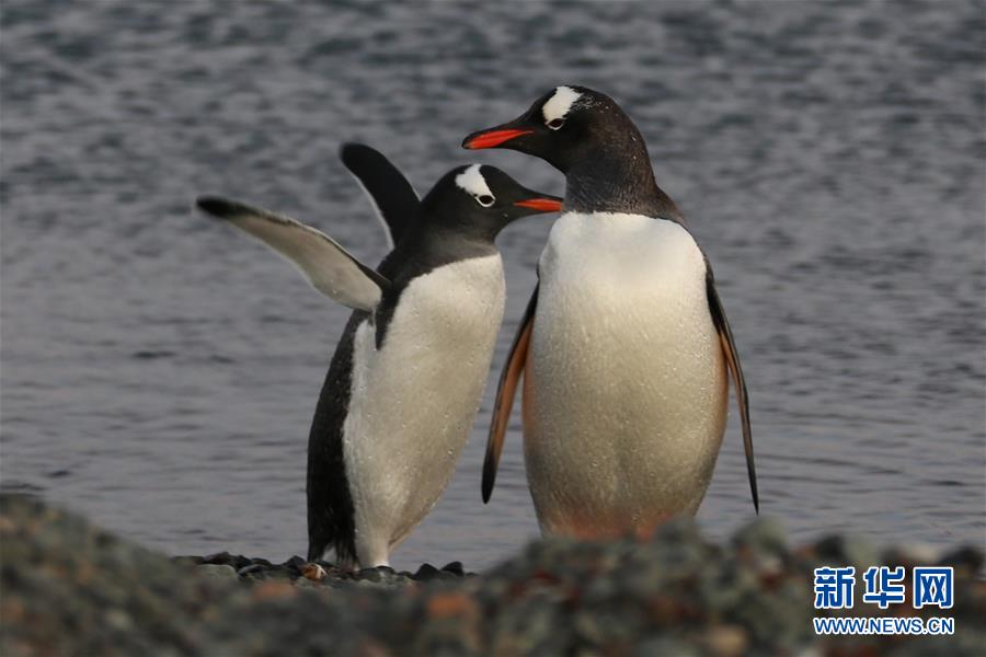 (“雪龍”探南極·圖文互動)(6)記者手記:南極筑“城”記——在長城站讀《中國南極長城站》
