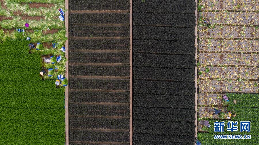 （抓好春耕備耕 穩住農業生產&middot;圖文互動）（4）&ldquo;栽種的是菜苗，收獲的是希望&rdquo;&mdash;&mdash;云南蔬菜集散地通海縣春耕見聞 