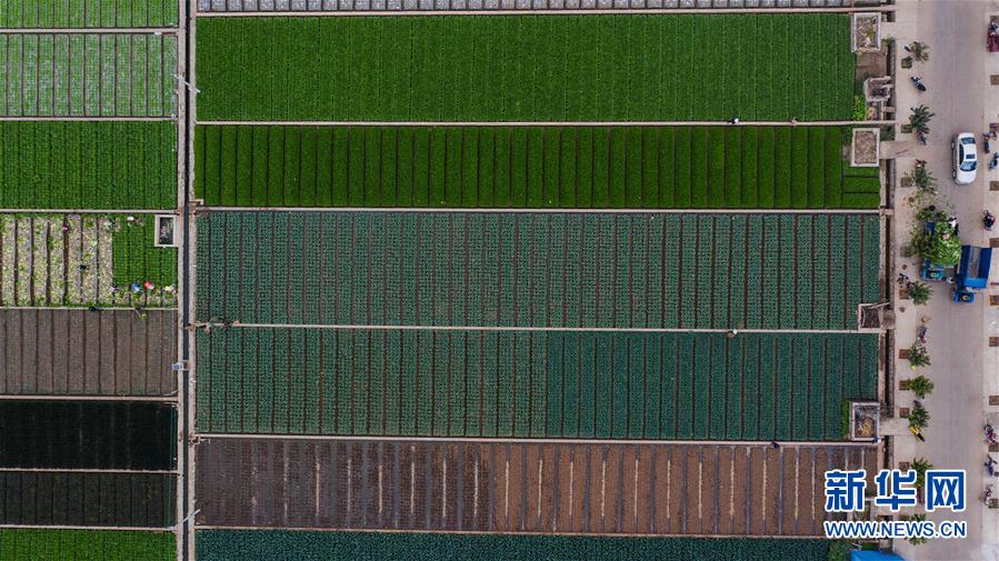 （抓好春耕備耕 穩住農業生產&middot;圖文互動）（1）&ldquo;栽種的是菜苗，收獲的是希望&rdquo;&mdash;&mdash;云南蔬菜集散地通海縣春耕見聞 