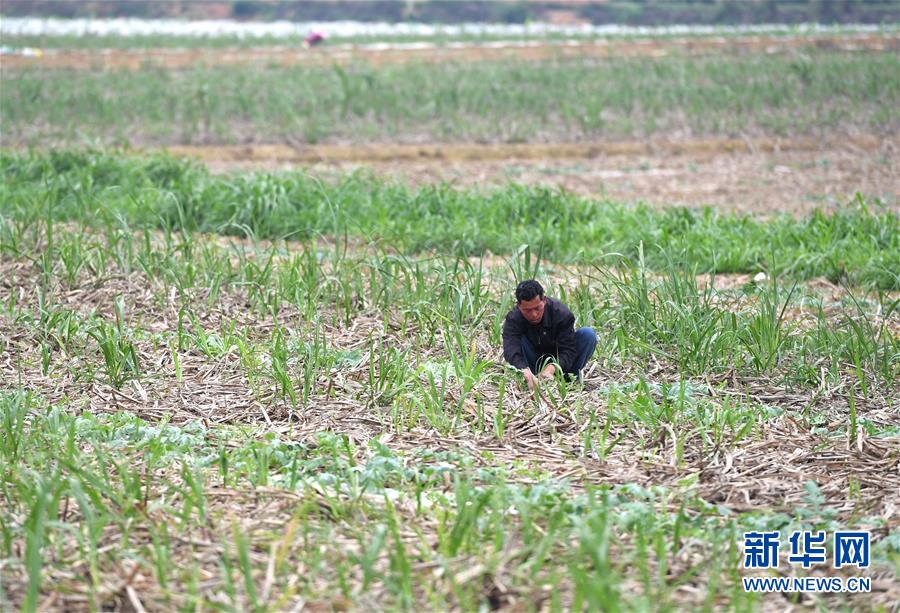 (抓好春耕備耕 穩住農業生產·圖文互動)(4)農時不等人 扶貧不能拖——種瓜大村春耕生產見聞