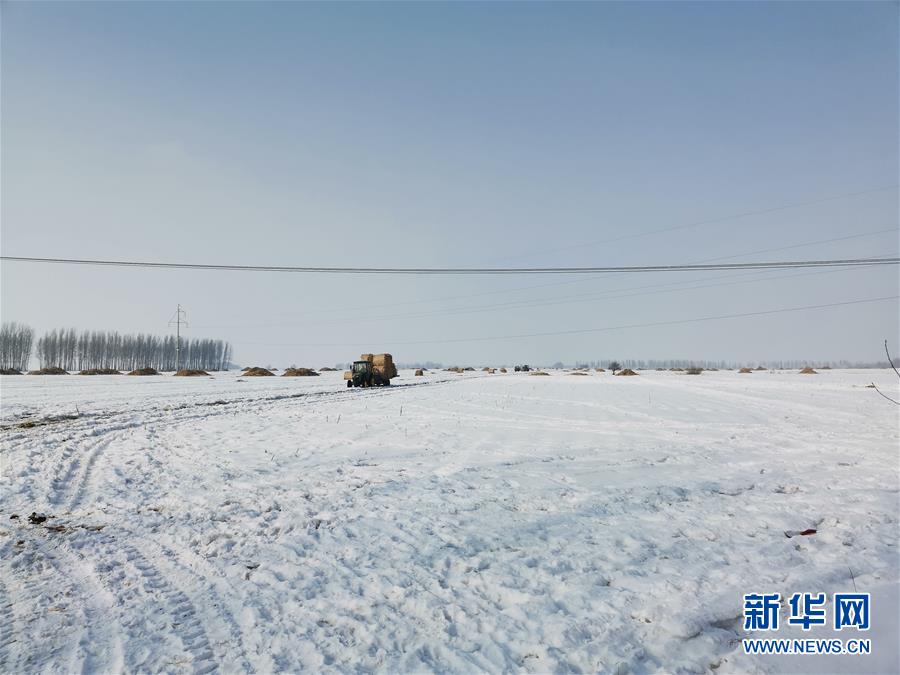 （抓好春耕備耕 穩住農業生產&middot;圖文互動）（2）土地找&ldquo;管家&rdquo; 線上保春耕&mdash;&mdash;黑龍江省蘭西縣農業生產托管服務見聞