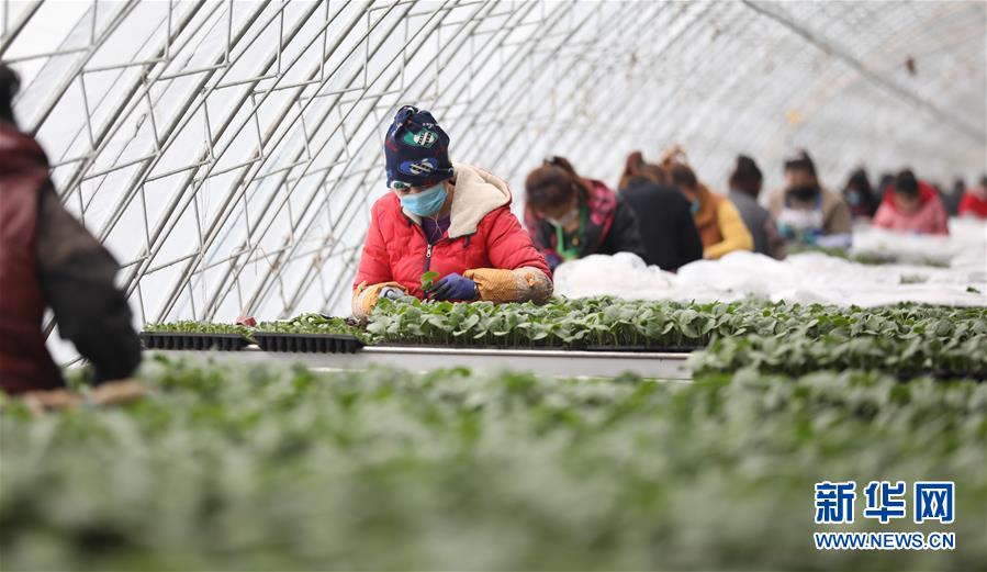 （新華全媒頭條&middot;圖文互動）（3）春色最濃在田間&mdash;&mdash;來自全國春耕備耕的現場觀察