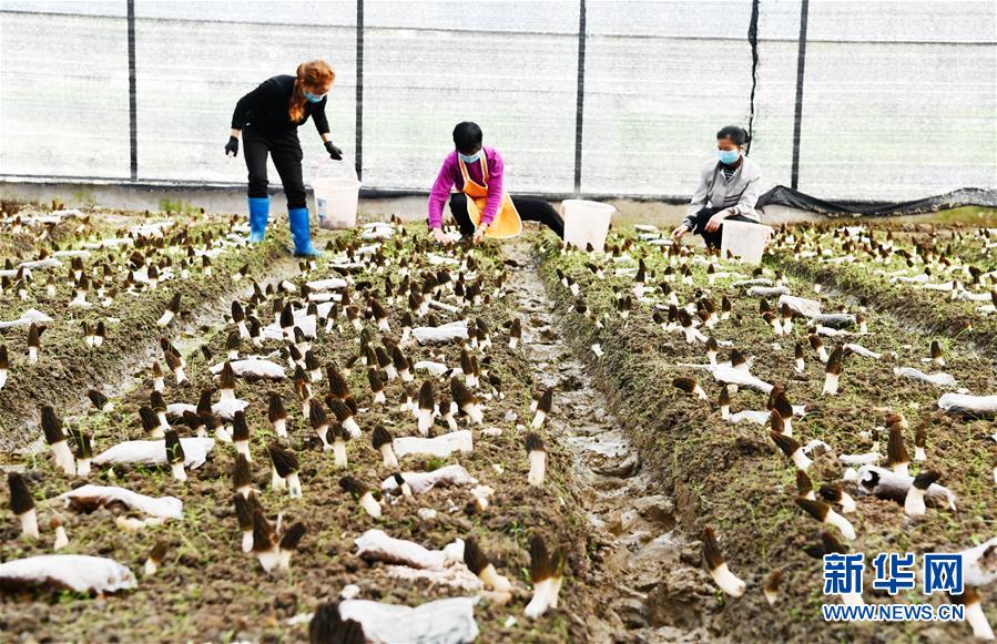 （決戰決勝脫貧攻堅&middot;圖文互動）（1）天然&ldquo;寶貝&rdquo;促增收&mdash;&mdash;貴州錦屏縣培育扶貧產業見聞