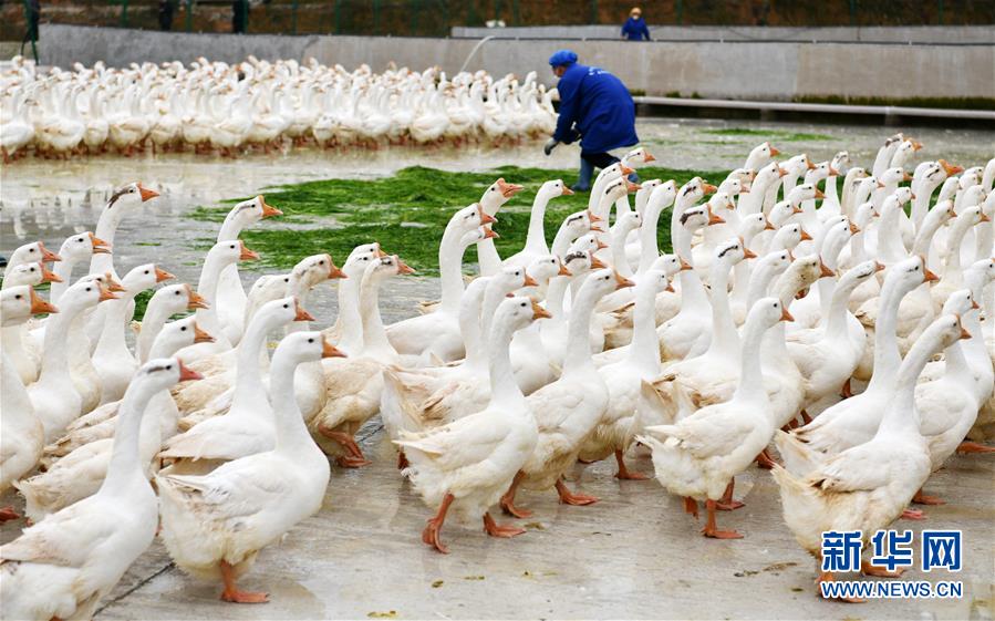 （決戰決勝脫貧攻堅&middot;圖文互動）（3）天然&ldquo;寶貝&rdquo;促增收&mdash;&mdash;貴州錦屏縣培育扶貧產業見聞