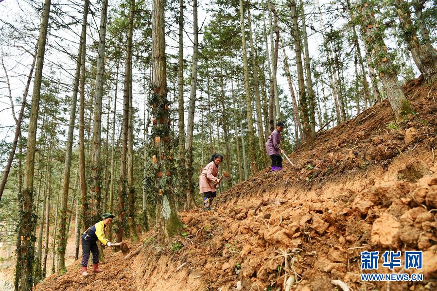 （決戰決勝脫貧攻堅&middot;圖文互動）（4）天然&ldquo;寶貝&rdquo;促增收&mdash;&mdash;貴州錦屏縣培育扶貧產業見聞