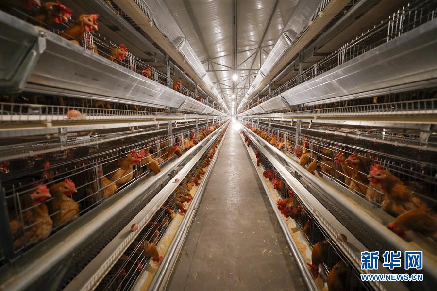 （圖文互動）（1）疏通產業鏈堵點 保障&ldquo;菜籃子&rdquo;供應&mdash;&mdash;重慶養殖大區力促養殖業補損復產