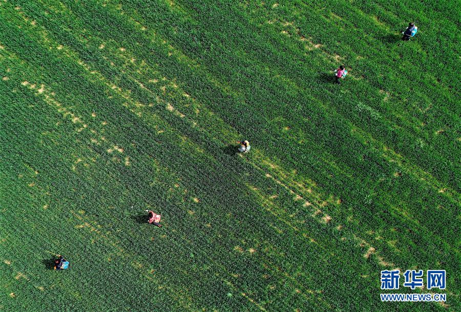 （新華全媒頭條&middot;圖文互動）（5）春天，匯聚復蘇的力量&mdash;&mdash;寫在2020年首季中國經(jīng)濟收官之際