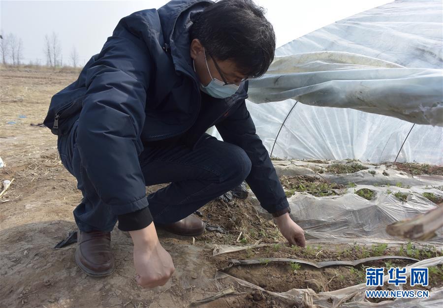 (脫貧攻堅·圖文互動)(1)天津:惠豐前村種下脫貧致富“新希望”