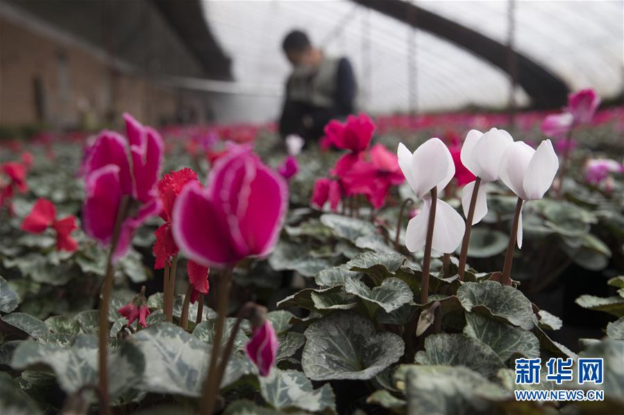 （在習近平新時代中國特色社會主義思想指引下&mdash;&mdash;新時代新作為新篇章&middot;習近平總書記關切事&middot;圖文互動）（2）希望的田野，希望的春天&mdash;&mdash;各地農業生產新動態掃描