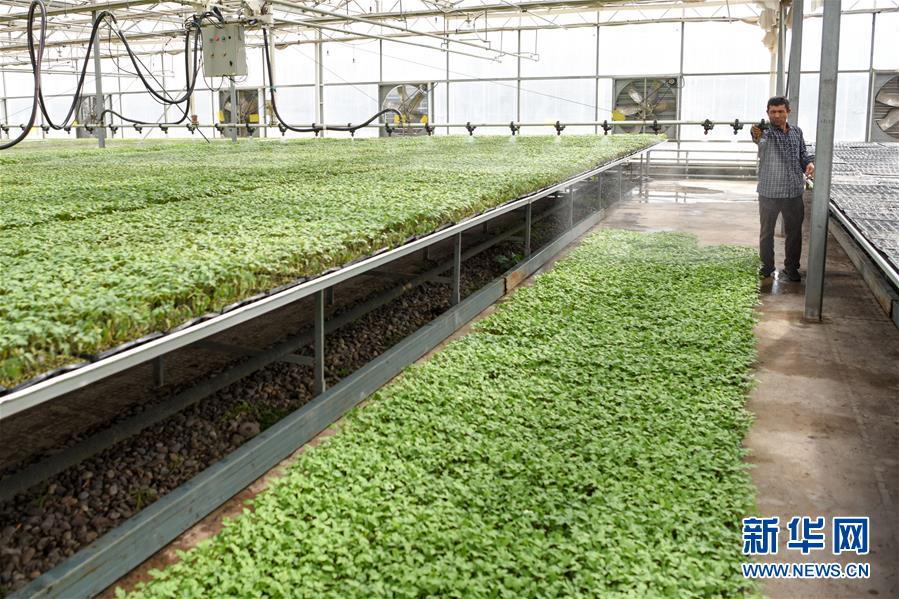 (決戰(zhàn)決勝脫貧攻堅(jiān)·圖文互動(dòng))(3)決戰(zhàn)昆侖——新疆聚焦10個(gè)未摘帽縣展開深度貧困攻堅(jiān)戰(zhàn)