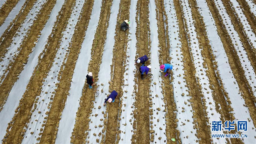 （決戰決勝脫貧攻堅&middot;圖文互動）（1）貴州黔東南：搶抓壩區春耕 決勝脫貧攻堅