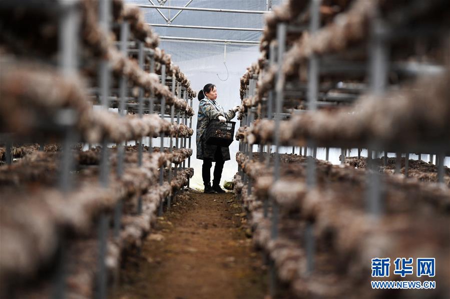 （決戰決勝脫貧攻堅&middot;圖文互動）（5）多重保障 不漏一人&mdash;&mdash;貴州一個脫貧&ldquo;摘帽&rdquo;縣的防貧機制探索