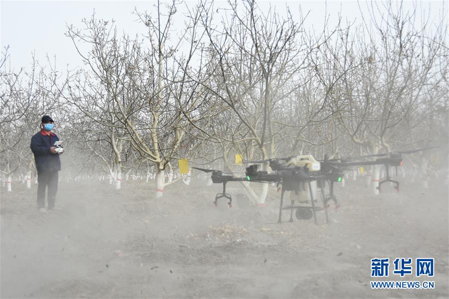 (決戰決勝脫貧攻堅·圖文互動)(1)南疆林果合作社百人技術隊的“核桃雄心”