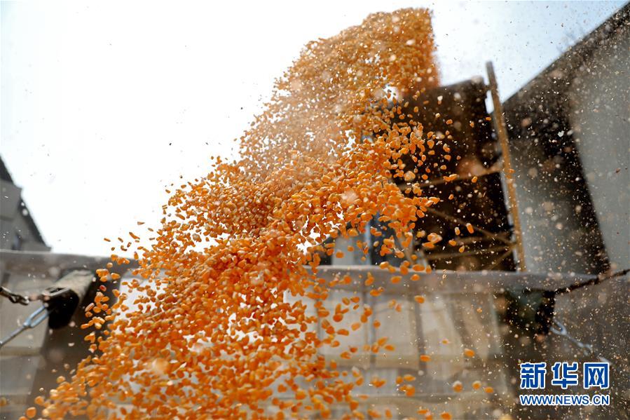 （在習近平新時代中國特色社會主義思想指引下&mdash;&mdash;新時代新作為新篇章&middot;習近平總書記關切事&middot;圖文互動）（8）春耕忙 信心足&mdash;&mdash;谷雨時節(jié)走馬東北直擊糧事