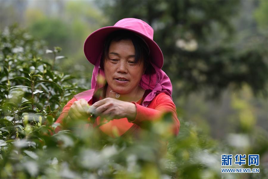 （新華全媒頭條&middot;圖文互動）（2）紅土地上的&ldquo;綠色減貧&rdquo;決戰(zhàn)&mdash;&mdash;大別山&ldquo;將軍縣&rdquo;金寨脫貧紀(jì)實