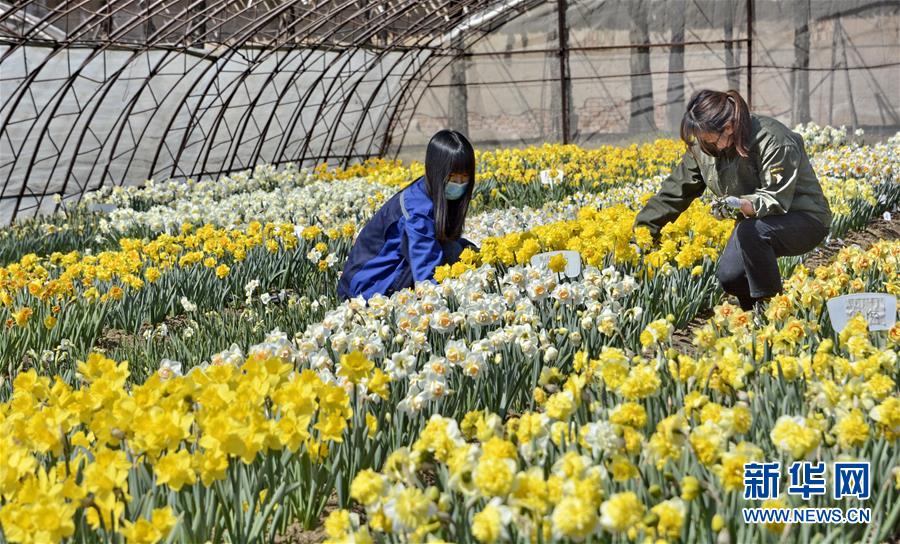 （圖文互動(dòng)）（6）這座小城，鐫刻下怎樣的&ldquo;世園印記&rdquo;&mdash;&mdash;北京世園會(huì)開(kāi)園一周年探訪(fǎng)延慶