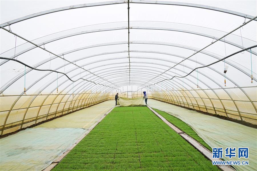 （新華全媒頭條&middot;圖文互動）（3）讓中國飯碗端得更牢&mdash;&mdash;&ldquo;中華糧倉&rdquo;春耕剪影