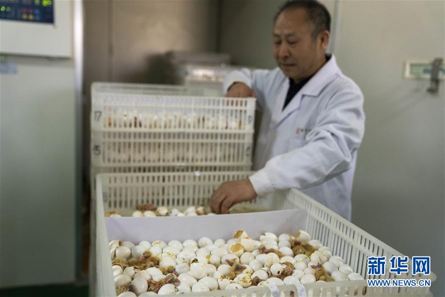 （決戰決勝脫貧攻堅&middot;圖文互動）（1）小鴿子帶來大希望&mdash;&mdash;河北阜平硒鴿產業&ldquo;飛翔&rdquo;記