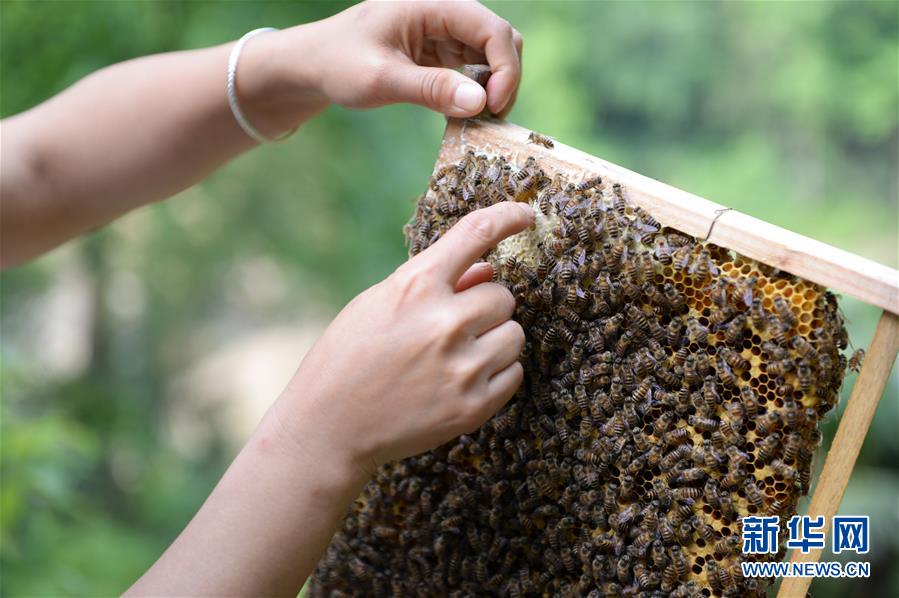 (決戰決勝脫貧攻堅·圖文互動)(4)“蜂妹子”楊春竹:鄉村發展需要年輕人”