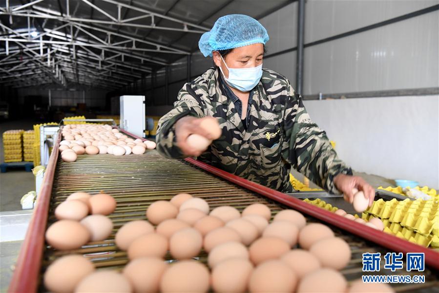 （決戰(zhàn)決勝脫貧攻堅(jiān)&middot;圖文互動(dòng)）（1）河南汝陽(yáng)：發(fā)展特色種植養(yǎng)殖產(chǎn)業(yè)助力農(nóng)民脫貧