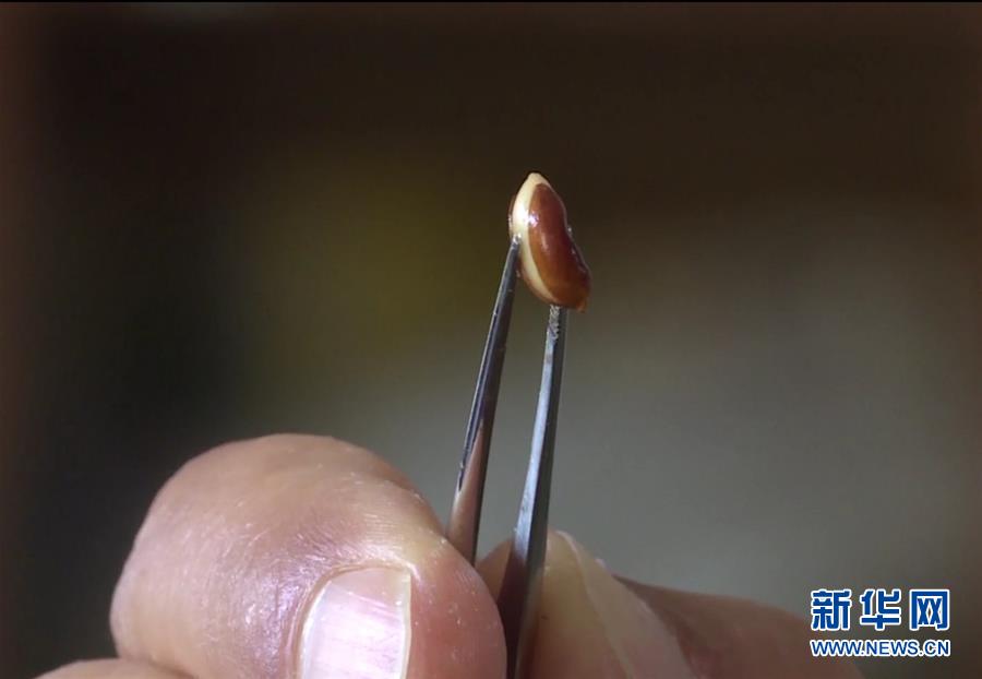 （圖文互動）（7）云南高黎貢山發現珍稀瀕危植物滇桐野生居群