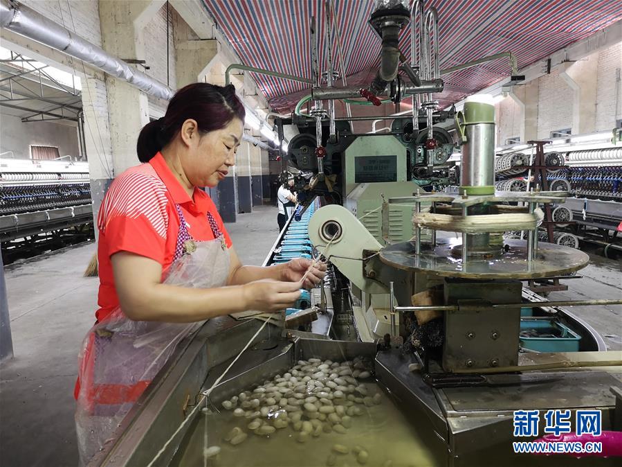 （決戰決勝脫貧攻堅&middot;圖文互動）（2）桑蠶養殖助力太行山區農戶增收