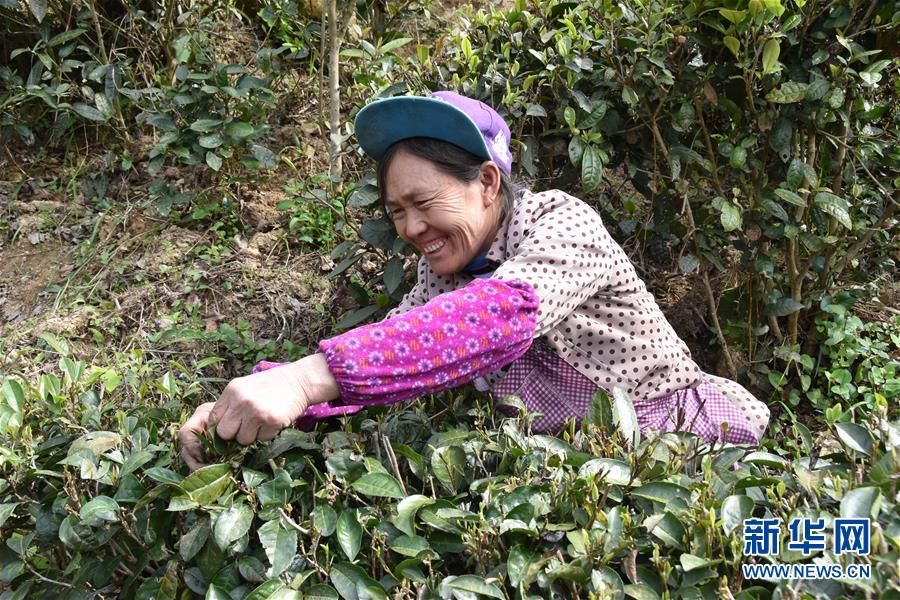 (決戰決勝脫貧攻堅·圖文互動)(1)因地制宜的“魅力”——貴州脫貧攻堅一線采訪隨筆