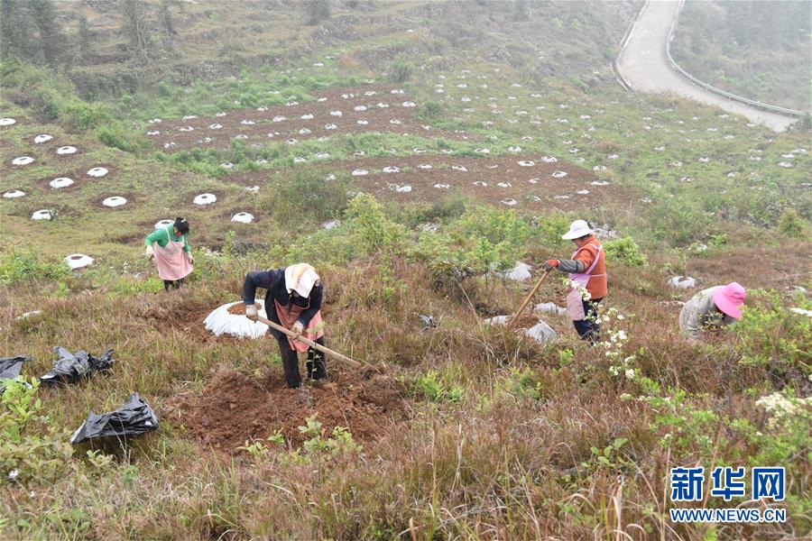 (決戰決勝脫貧攻堅·圖文互動)(2)因地制宜的“魅力”——貴州脫貧攻堅一線采訪隨筆