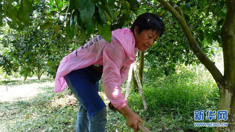 （新華網&middot;決戰(zhàn)決勝脫貧攻堅&middot;圖文互動）（2）貴州思南：強村帶弱村 &ldquo;抱團&rdquo;促增收