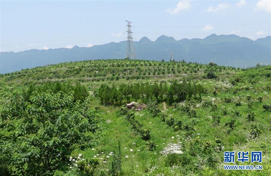 （新華網&middot;決戰(zhàn)決勝脫貧攻堅&middot;圖文互動）（3）貴州思南：強村帶弱村 &ldquo;抱團&rdquo;促增收