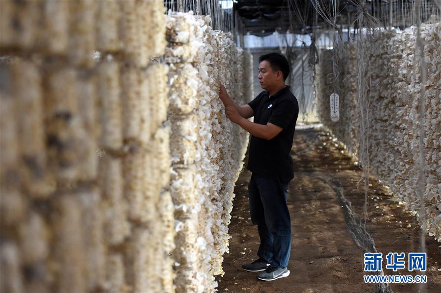 (新華全媒頭條·圖文互動(dòng))(7)青春,在希望的田野上——大別山區(qū)尋訪“城歸”大學(xué)畢業(yè)生