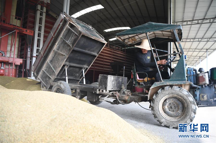 （防汛抗洪&middot;圖文互動）（2）洞庭湖畔打響糧食保衛戰
