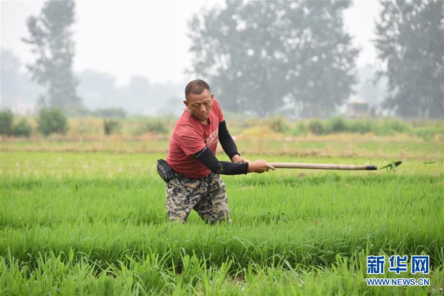 （防汛抗洪&middot;圖文互動）（4）洞庭湖畔打響糧食保衛戰