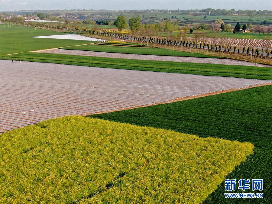 (在習近平新時代中國特色社會主義思想指引下——新時代新作為新篇章·習近平總書記關切事·圖文互動)(7)食為政首——穩住農業基本盤增添發展底氣