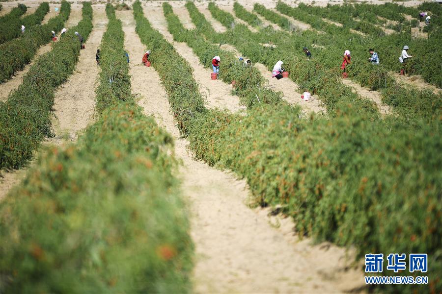 （新華全媒頭條&middot;走向我們的小康生活&middot;圖文互動）（7）23萬人的命運轉折&mdash;&mdash;我國最大易地生態移民安置區的脫貧密碼