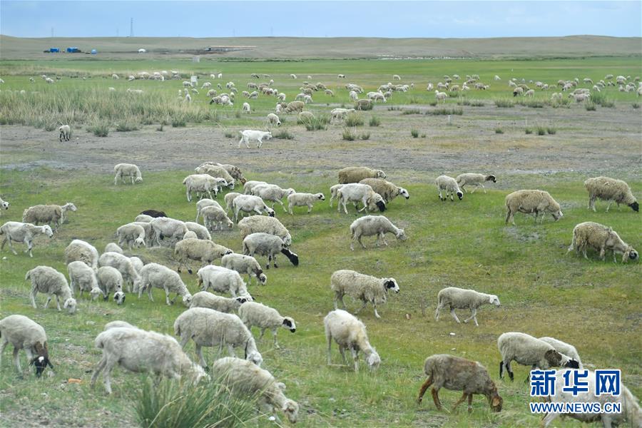 (走向我們的小康生活·圖文互動)(1)草原有了網,手機能放羊——看呼倫貝爾大草原牧民生活變了樣