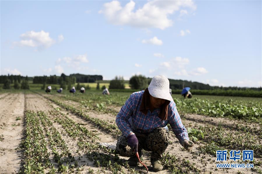 (決戰決勝脫貧攻堅·圖文互動)(1)脫貧致富新“良藥”