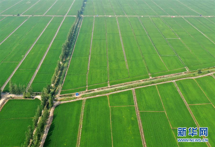 (新華全媒頭條·走向我們的小康生活·圖文互動)(6)“南大荒”變“稻蟹鄉”——資源枯竭型城市盤錦的鄉村振興之路