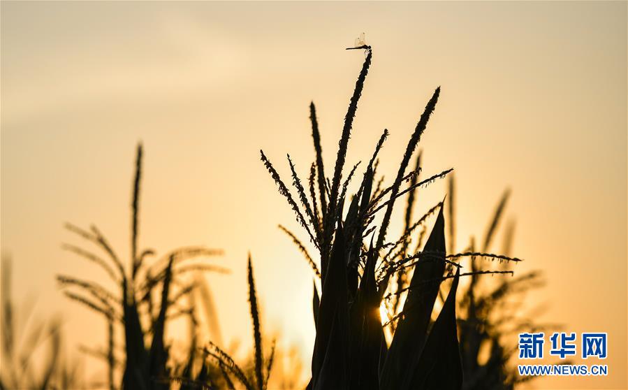 (在習近平新時代中國特色社會主義思想指引下——新時代新作為新篇章·習近平總書記關(guān)切事·圖文互動)(1)為黑土加“油”——“耕地中的大熊貓”,我們這樣保護